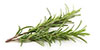 Manufacturers & Suppliers of Rosemary Syrups
